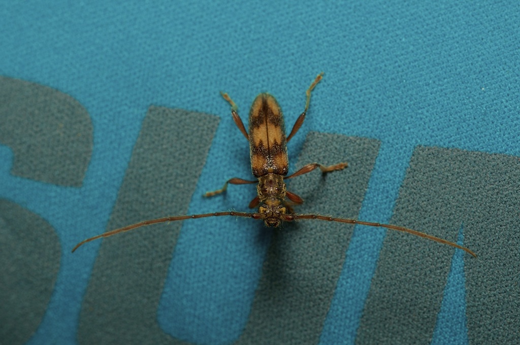 Eburida picta