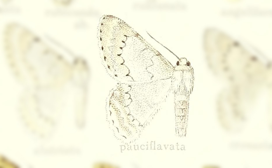 Pingasa pauciflavata