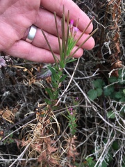 Epilobium ciliatum watsonii