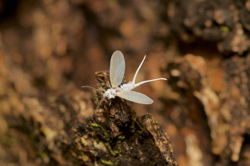 Phenacoleachiidae