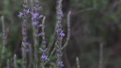 Mirandea grisea