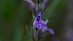 Mirandea grisea