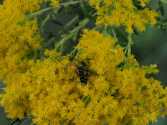 Megacyllene robiniae