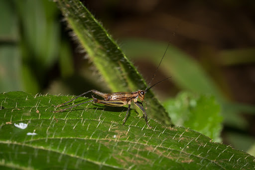 Nanixipha