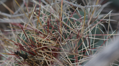 Thelocactus bicolor bicolor