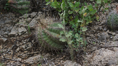 Thelocactus bicolor bicolor