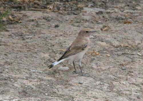 Western Black-eared Wheatear (Oenanthe hispanica)