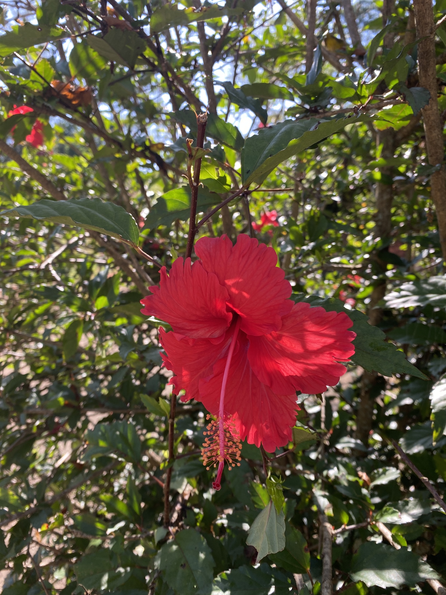 Hibiscus archeri