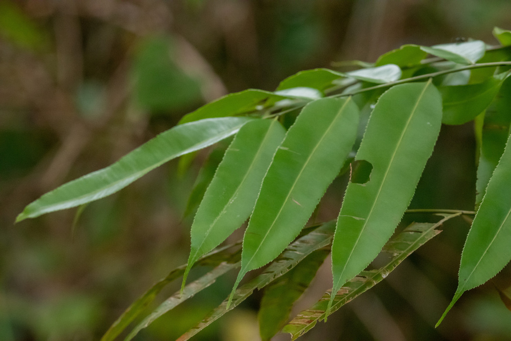 Cây choại – Stenochlaena palustris