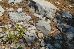 Podarcis melisellensis