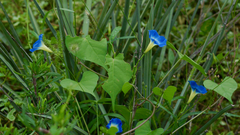 Ipomoea parasitica