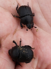 Geotrupes opacus