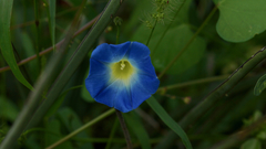 Ipomoea parasitica