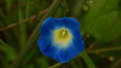 Ipomoea parasitica
