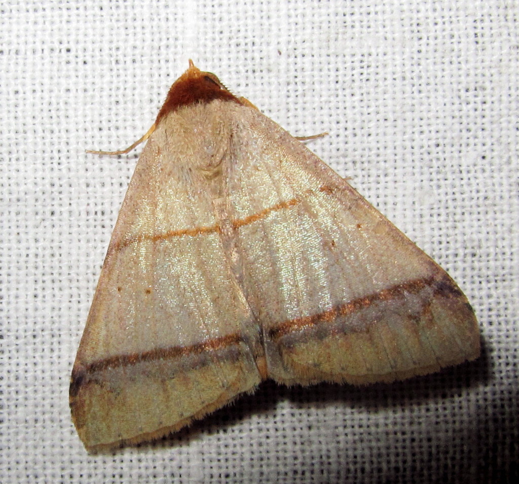 Plecoptera (Moths of Durgapur) · iNaturalist