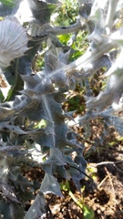 Cirsium occidentale occidentale