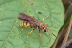 Poecilopompilus interruptus