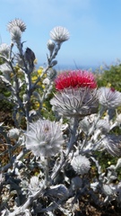 Cirsium occidentale occidentale