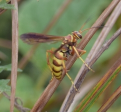 Poecilopompilus interruptus