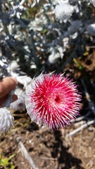 Cirsium occidentale occidentale