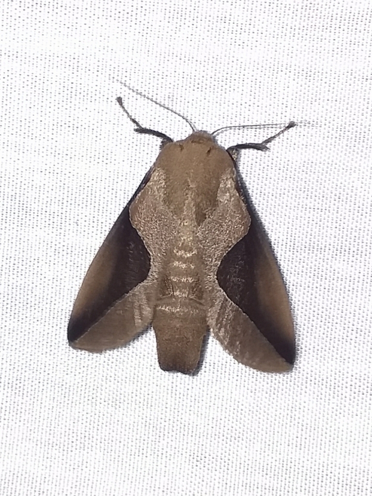 Prolimacodes lilalia