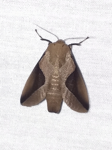 Prolimacodes lilalia