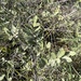 Grewia monticola - Photo (c) Troos van der Merwe, μερικά δικαιώματα διατηρούνται (CC BY-NC), uploaded by Troos van der Merwe