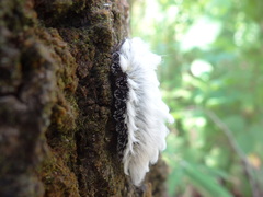 Megalopyginae