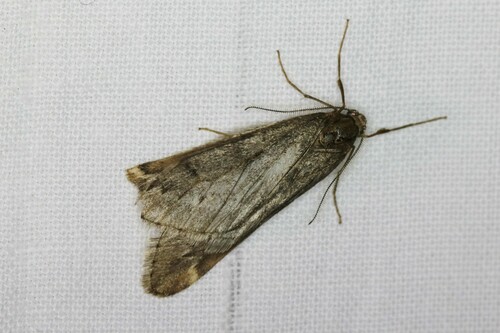 March Moth, Wageningen, Nederland, photo 8 of 10