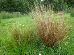 Carex buchananii