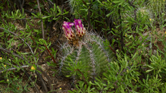 Thelocactus bicolor bicolor