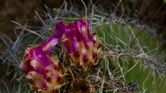 Thelocactus bicolor bicolor