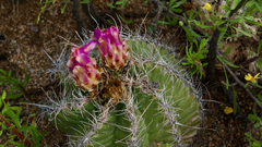 Thelocactus bicolor bicolor