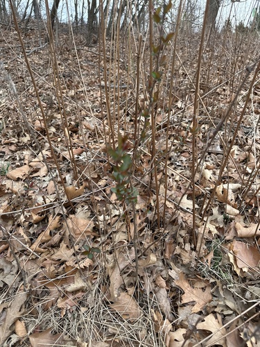 Malus spectabilis — leaf