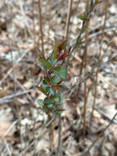 Malus spectabilis, photograph 3
