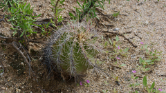 Thelocactus bicolor bicolor