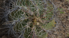 Thelocactus bicolor bicolor