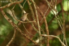 Uropsila leucogastra