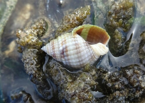 Nassarius fenistratus observed 2023-03-22