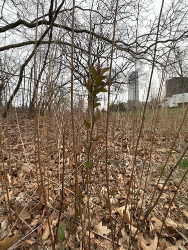 Malus spectabilis, photograph 4