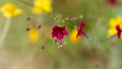 Boerhavia gracillima