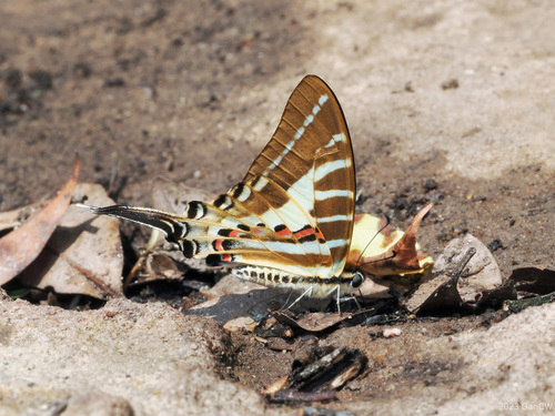 Photo of Chain Swordtail (Graphium aristeus)