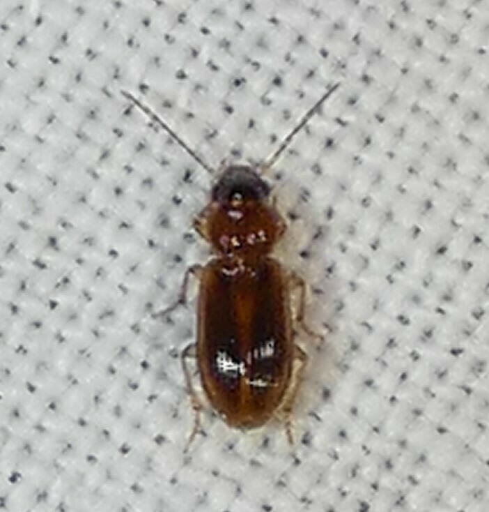 Rectangular Harp Ground Beetle