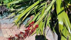 Doryanthes palmeri