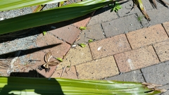Doryanthes palmeri