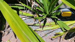 Doryanthes palmeri