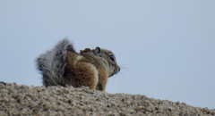 Ammospermophilus interpres