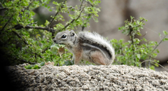 Ammospermophilus interpres