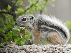 Ammospermophilus interpres