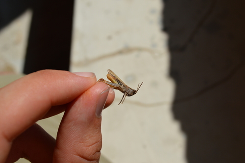 Mali livadni skakavac (Chorthippus mollis)